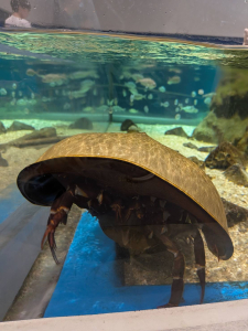 🐬須磨シーワールド🦀
